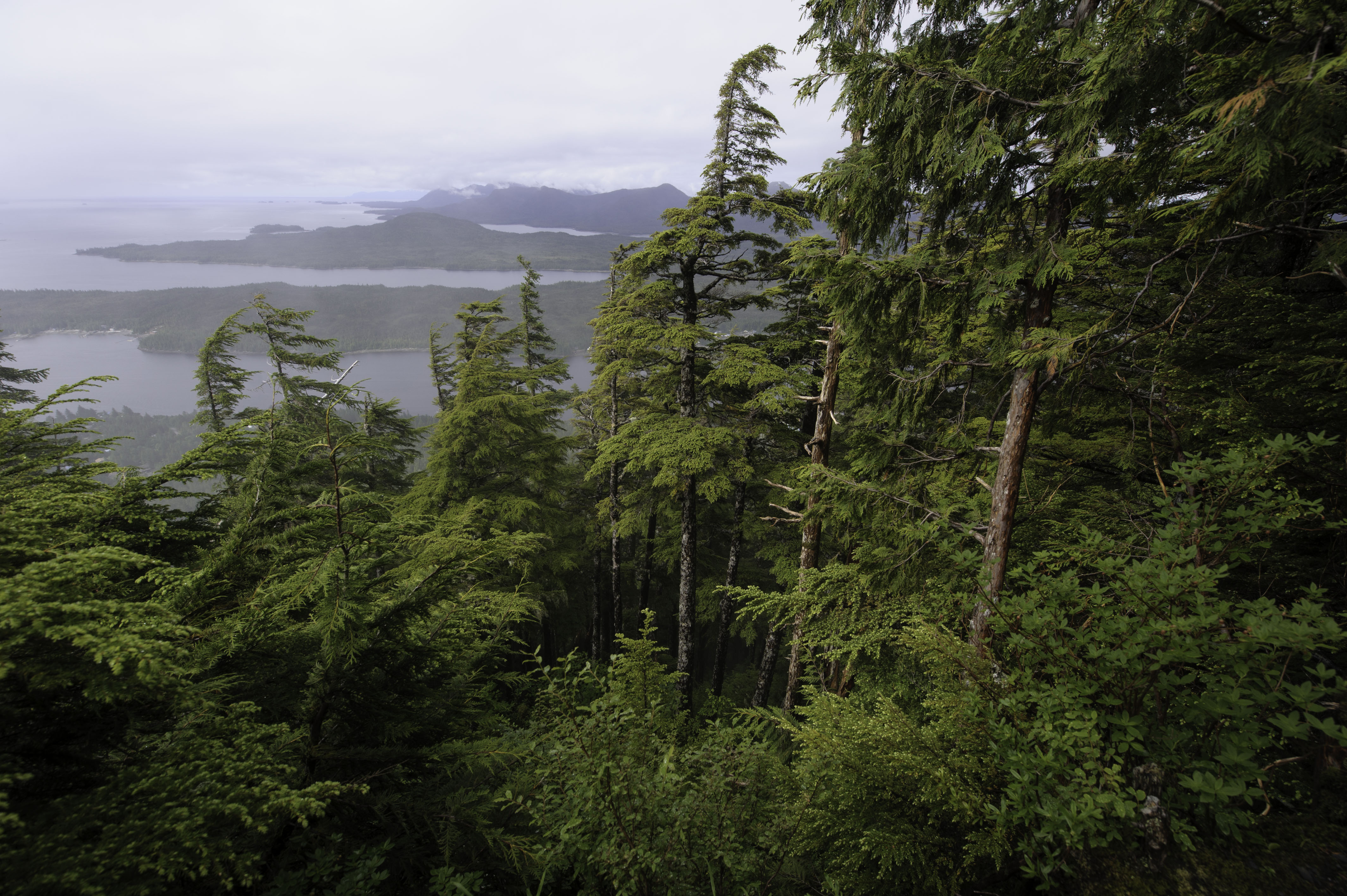 U.S. Forest Service Tongass National Forest Financials Taxpayers